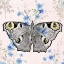 Picture of MOTH WALLPAPER SQUARE