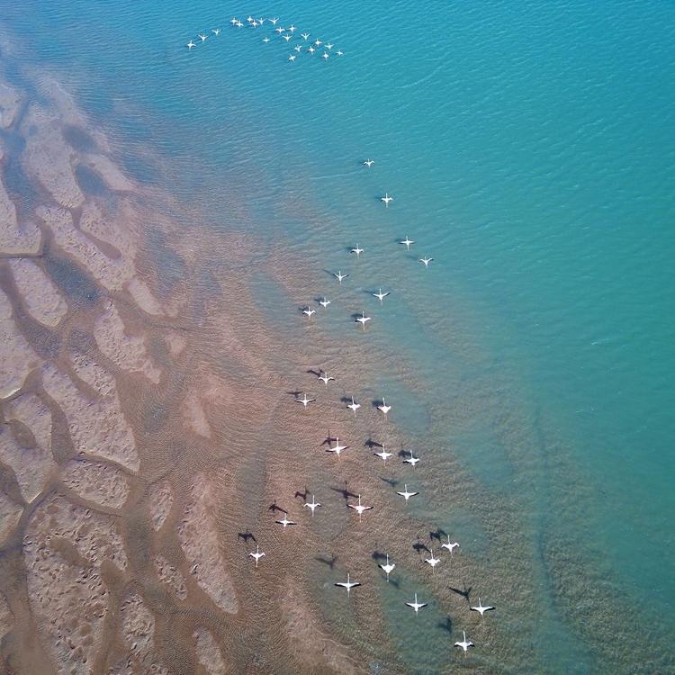 Picture of NATURE FROM ABOVE III