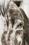 Picture of SKETCHED HORSE