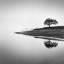 Picture of TREE IN THE LAKE