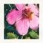 Picture of TROPICAL