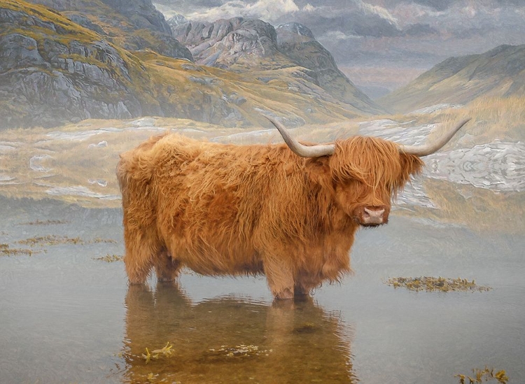 Picture of BOVINE HIGHLANDER II