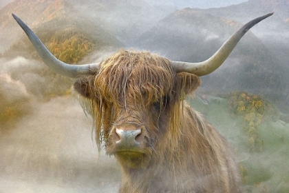 Picture of BOVINE HIGHLANDER III