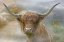 Picture of BOVINE HIGHLANDER III