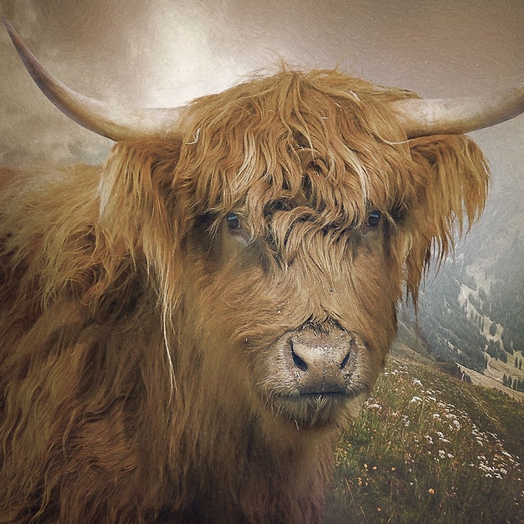 Picture of BOVINE HIGHLANDER VI