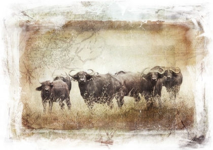 Picture of BUFFALO HERD