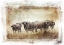 Picture of BUFFALO HERD