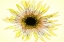 Picture of DAHLIA