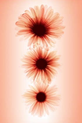 Picture of DAISIES