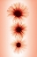 Picture of DAISIES