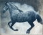 Picture of DAPPLE HORSE
