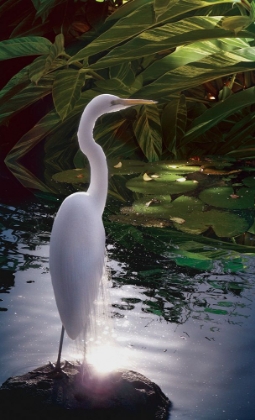Picture of EGRET LIGHT