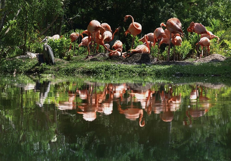 Picture of FLAMINGO PARTY