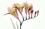 Picture of FRESIA