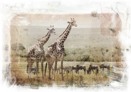 Picture of GIRAFFE HERD