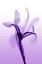 Picture of IRIS I