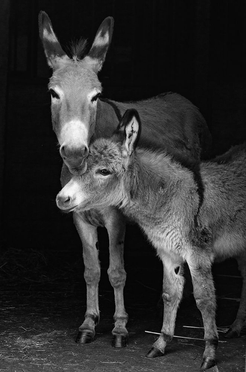 Picture of JELLY BEAN AND MOM