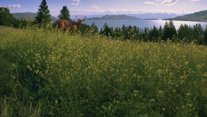 Picture of LAKE DEER