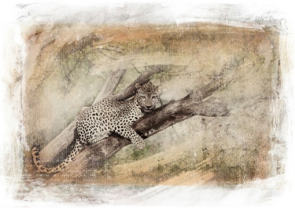 Picture of LEOPARD IN TREE
