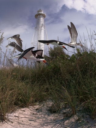 Picture of LIGHTHOUSE TERNS