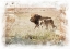 Picture of LION COUPLE