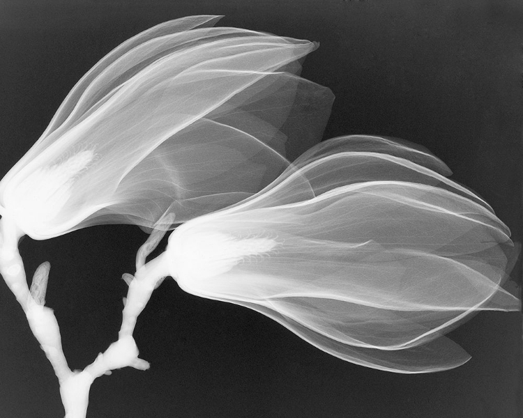 Picture of MAGNOLIA I