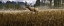 Picture of MISTY ELK