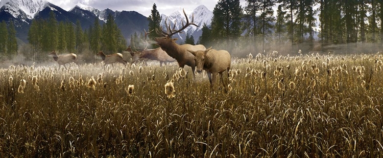 Picture of MISTY ELK