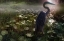 Picture of MYSTIC HERON