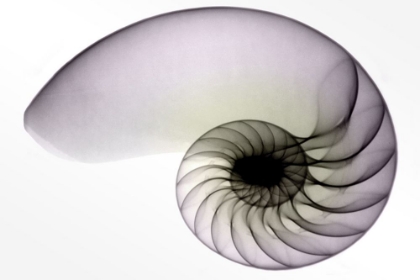 Picture of NAUTILUS I