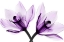 Picture of ORCHIDS I