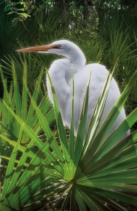 Picture of PALMETTO EGRET