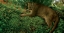 Picture of PANTHER PAUSE