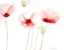 Picture of POPPIES FROM MEMORY