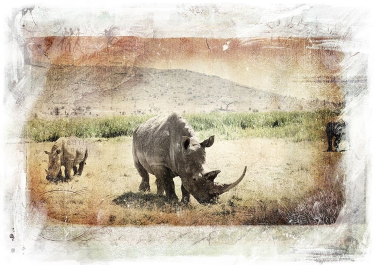 Picture of RHINO GRAZING