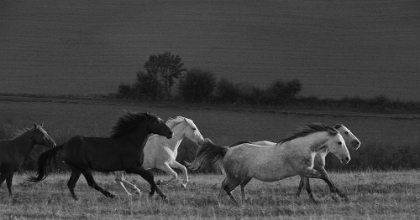 Picture of RUNNING FRANCE