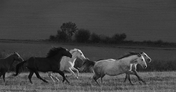 Picture of RUNNING FRANCE