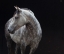 Picture of SHINY