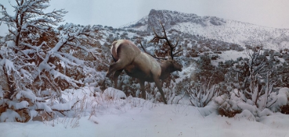Picture of SNOWY ELK