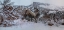 Picture of SNOWY ELK