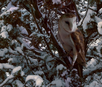 Picture of SNOWY OWL