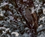 Picture of SNOWY OWL