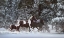 Picture of SNOWY RUNNERS