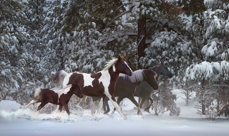 Picture of SNOWY RUNNERS