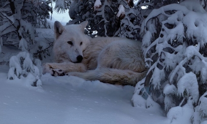 Picture of SNOWY WOLF
