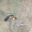 Picture of STORK