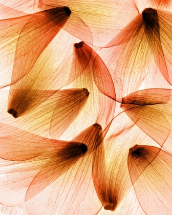 Picture of TULIP PETALS