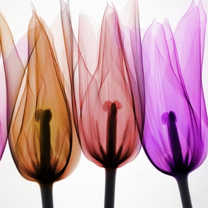 Picture of TULIPS I