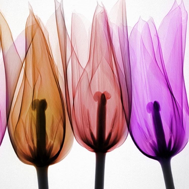Picture of TULIPS I