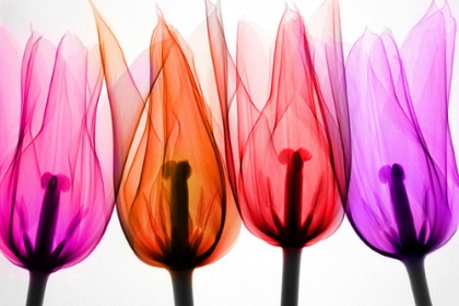 Picture of TULIPS II